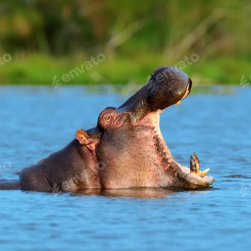 Preview: Hippo family (Hippopotamus amphibius)