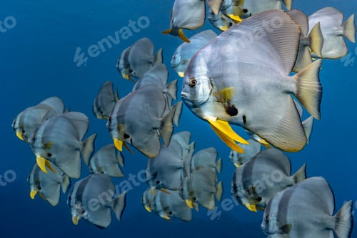 Preview: School of Longfin Batfish (Platax Teira), Aliwal Shoal, South Africa