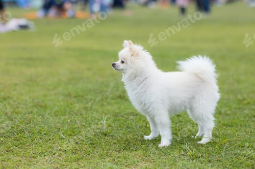 Preview: White pomeranian dog at park