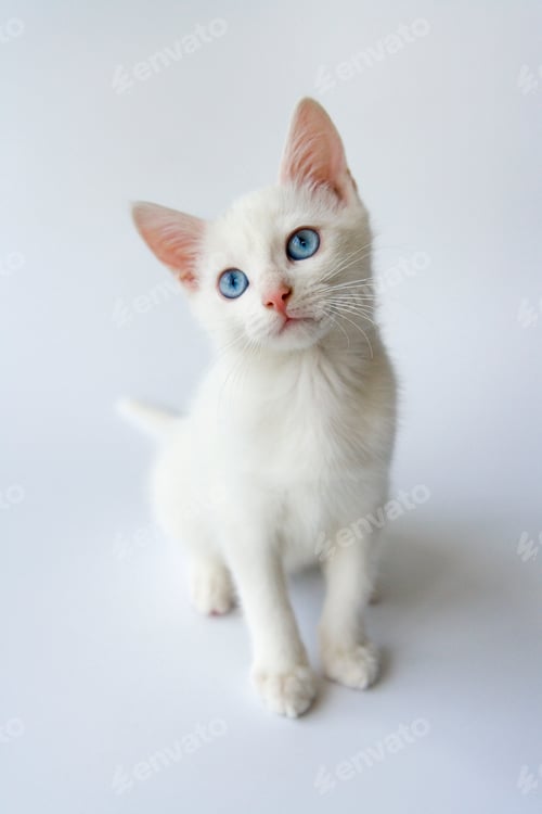 Preview: Potrait of a cute white kitten with blue eyes