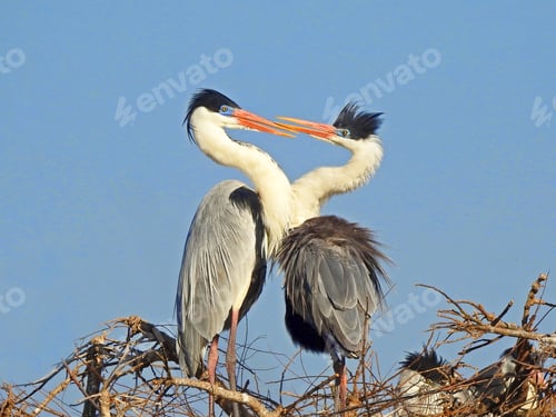 Preview: Herons at hearth