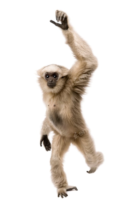 Preview: Young Pileated Gibbon, 1 year old, Hylobates Pileatus, walking in front of white background