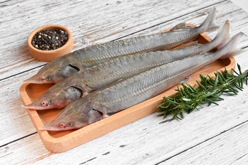 Preview: Raw sterlet fish on a wooden plate with pepper
