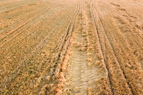 Preview: Aerial view of ripe farm field ready for harvesting with fallen down broken by wind wheat heads