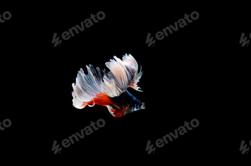 Preview: Beautiful colorful of siamese betta fish