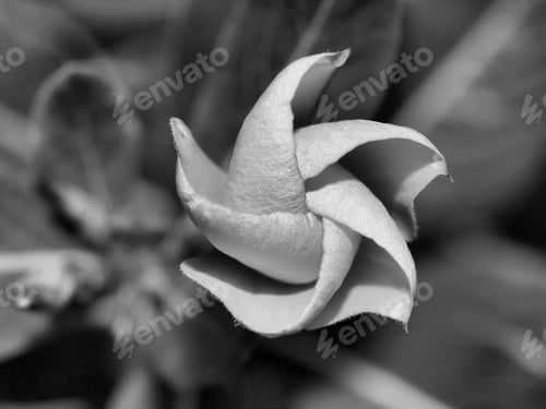 Preview: Black And White Periwinkle Flower Bud - Black And White Close Up Photograph Looking Down On A