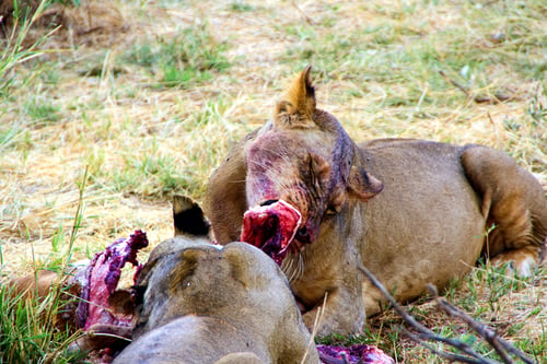 Preview: Lions eating an animal after hunting, africa, african, alert, animal, big five, carnivore,
