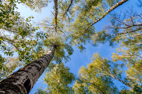 Preview: Tops of trees with green leaves in forest and blue sky in spring or summer