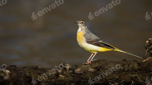 Preview: Grey wagtail sitting on shore in summer with space for text