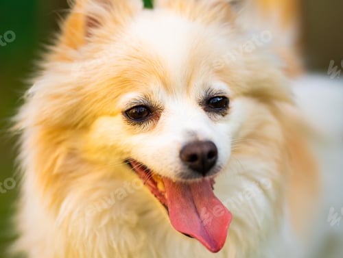 Preview: Pomeranian dog with tongue out closeup portrait