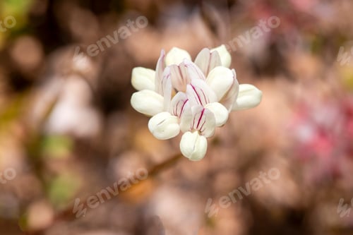 Preview: Securigera varia (synonym Coronilla varia), commonly known as crownvetch