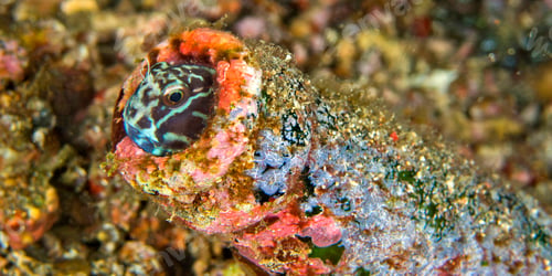 Preview: Black Combtooth-blenny in a Waste Bottle, Lembeh, Indonesia