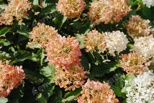 Preview: Soft pink and white panicle hydrangeas bloom densely on green foliage in sunlight