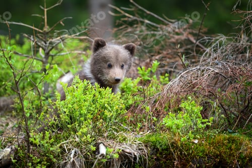 Preview: Cute little brown bear cub in summer forest