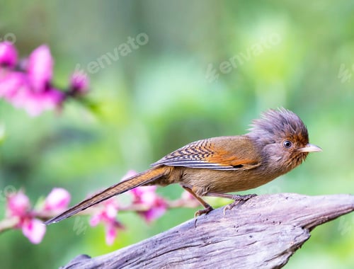 Vorschau: Ein kreatives chinesisches Wildtierbild der Welt