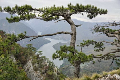 Preview: Mountain view of the Drina river canyon in Serbia. Tara mountain