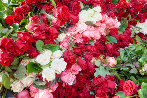 Preview: Stack of roses, nature background, selective focus, Ecuador.