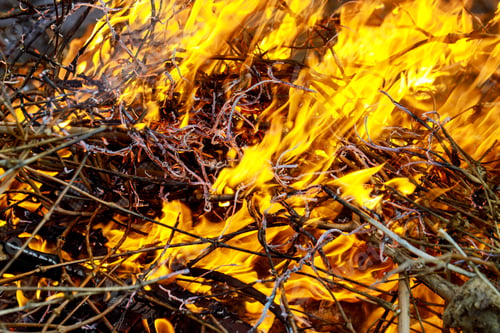 Preview: Languages of open fire in the spring forest, the grass is burning