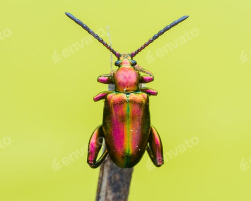 Preview: frog beetle