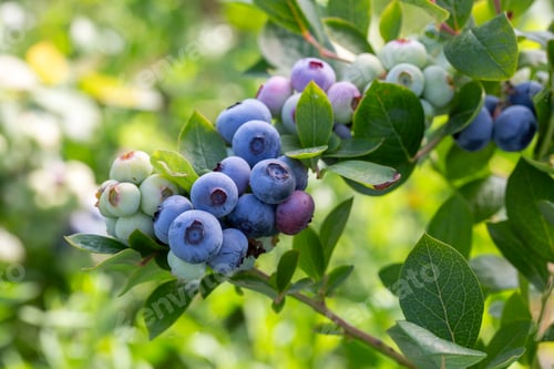 Preview: Blueberry farm with bunch of ripe fruits on tree during harvest season in Izmir, Turkey.