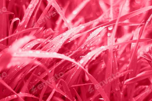 Preview: great background for your design, fresh foliage in viva magenta color of the year 2023