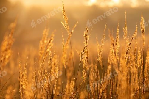 Preview: Golden grasses in a sunlit field at dawn, creating a warm and serene natural scene.