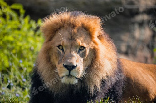 Preview: Lion in zoo enclosure with majestic mane and watchful gaze