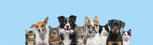 Preview: Large group of cats and dogs looking at the camera on blue background