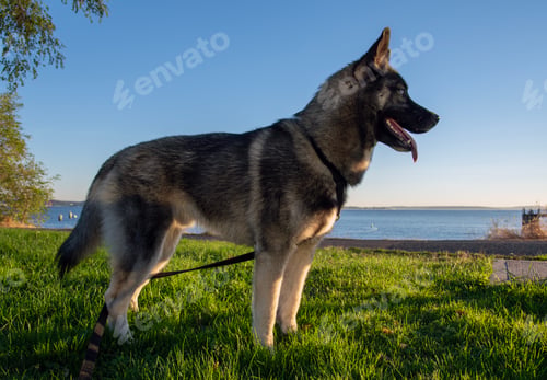Preview: Husky by the sea