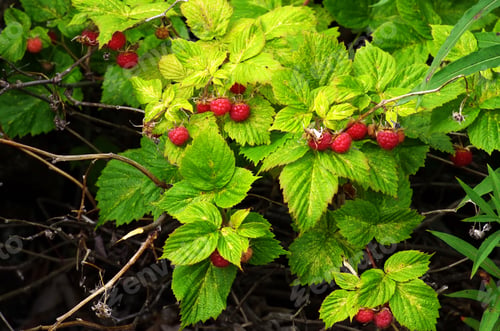 Preview: Raspberry bush with bright ripe berries