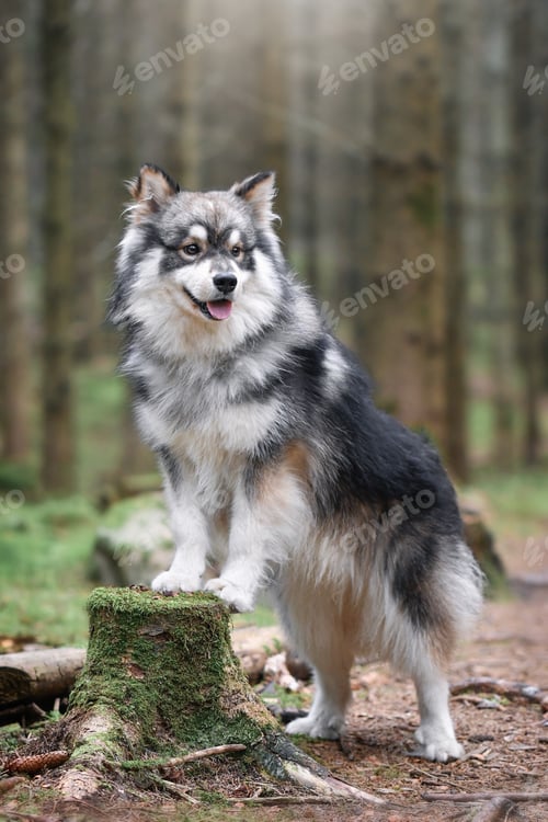 Preview: Portrait of a young purebred Finnish Lapphund dog standing on a stump in the forest or woods