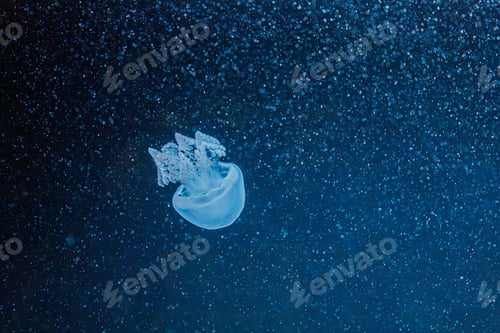 Preview: underwater photography jellyfish Blue Blubber Jelly, Catostylus mosaicus