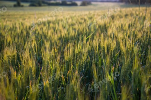 Preview: Closeup of green wheat in meadows.