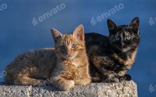 Vista previa: Closeup shot of two cats looking ahead on a blue background