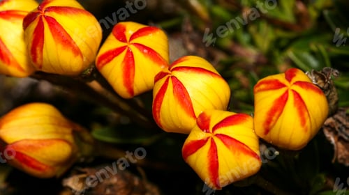 Preview: Globitos Flower, El Cajas National Park, Ecuador