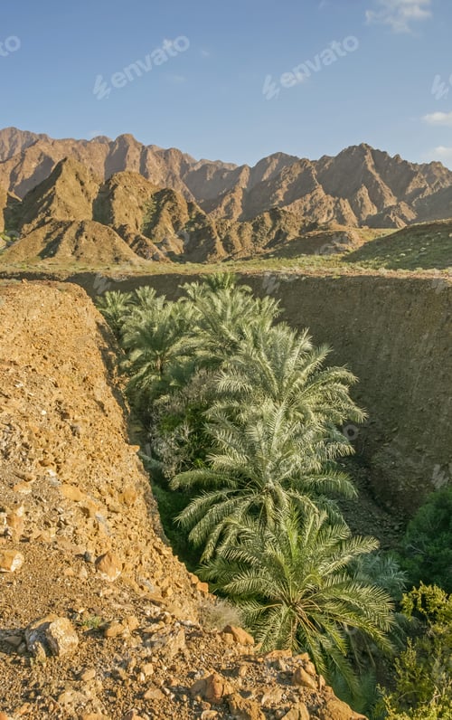 Preview: Palm Trees in a Wadi in the UAE