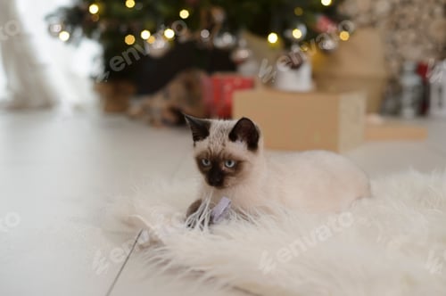 Preview: Siamese cats under the Christmas tree