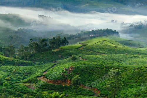 Preview: Mountain tea plantations in Munnar