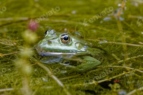 Preview: Close-up of a frog partially submerged in a pond surrounded by green vegetation