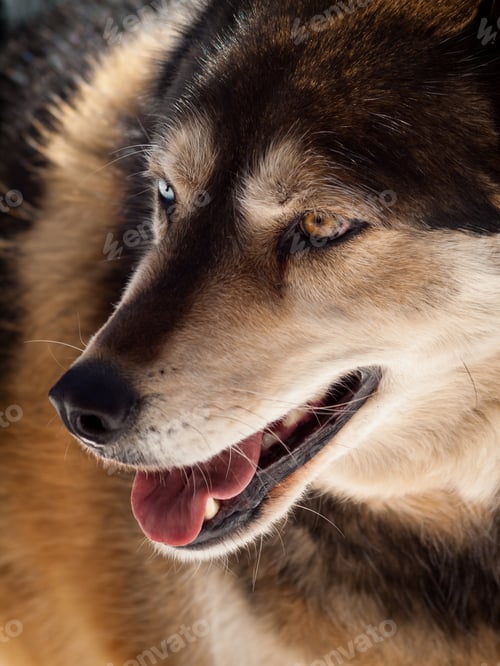 Preview: Wolf