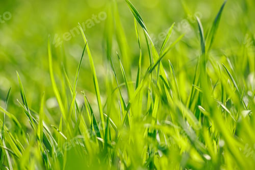 Preview: Young green fresh grass in spring. Greenery in the sun. Abstract natural background.