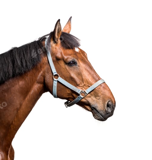 Preview: Close-up of a horse, cut out