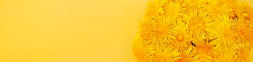 Preview: Linkedin banner macro photo of bouquet of yellow dandelions on yellow background