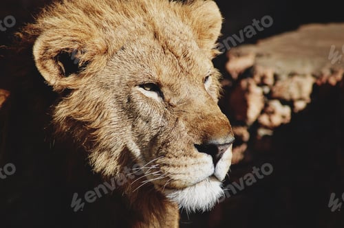 Preview: animal
