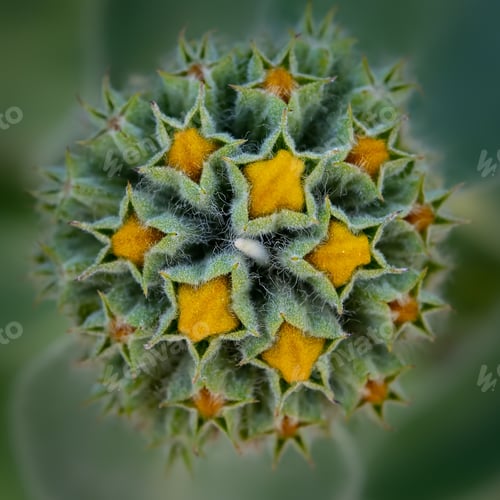 Preview: Macro shot of a Jerusalem sage (Phlomis fruticosa)