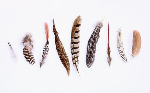 Preview: Feathered