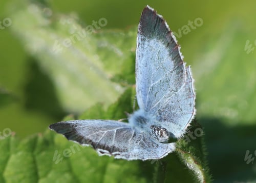 Preview: blossom, flora, plant, pink, green, background, beautiful, insect, butterfly