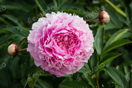 Preview: Coral pink peony flower in the garden. Copy space, top view. Soft focus