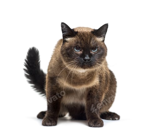 Preview: Sad Crossbreed cat, sitting, isolated on white