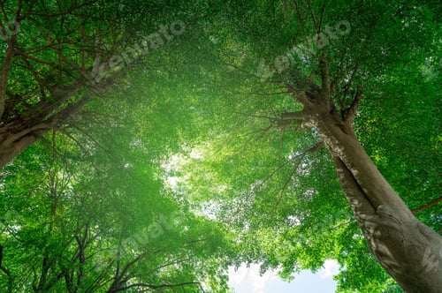 Preview: Green tree in forest. Nature background for carbon neutrality. Natural carbon sink fight climate